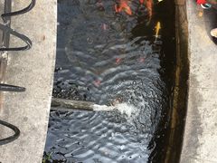 -得丘礼享谷·玉兰苑