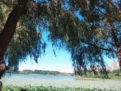 -丁香湖公园