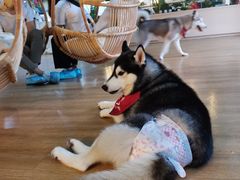 -Husky Go! 哈士奇体验馆·宠物咖啡厅狗咖