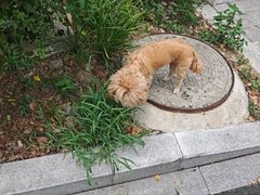 -佳雯宠物医院·皮肤科·内外科(春晓路分院)