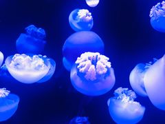 -成都浩海立方海洋公园