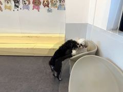 -有喵·猫咖·狗咖·30几只猫10只小狗(岗厦店)