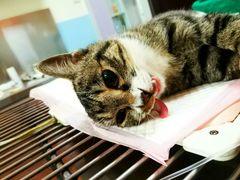 -瑞派福兴宠物医院犬猫全科·骨科·中西医结合(河东店)