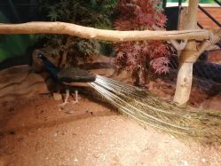 -未来动物城动物主题公园(大悦城店)