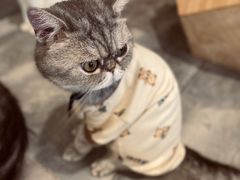 -楼上猫咖(罗湖店)