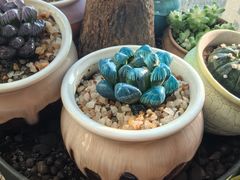 -龙大花卉苗木市场