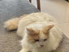 -平行世界·猫咖(首经贸店)