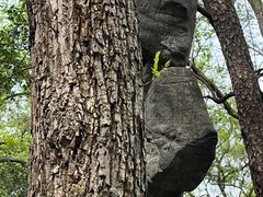 -北极阁公园