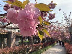 -高东镇樱花园