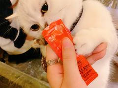 -猫色咖啡·猫咖