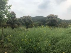 -黄陂区野村谷景区