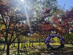 -溱湖国家湿地公园