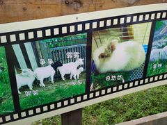 -田园东方蜜桃村的田野营地