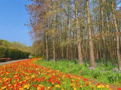 -上海共青森林公园