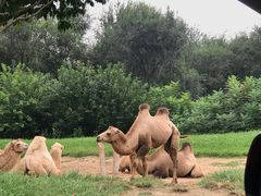 -北京野生动物园