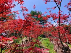 -广州市帽峰山景区