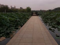 -前关湿地公园