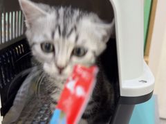 -四月宠物医院·猫专科·心脏专科·内科(转塘店)