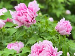 -洛阳市隋唐城遗址植物园
