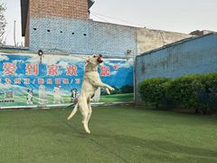 -宠物寄养训练学校