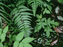 -杭州半山国家森林公园