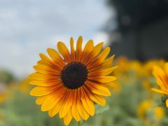 -黑山牛肉汤火锅(花城汇店)