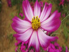 -松山湖梦幻百花洲