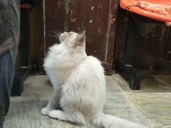 -猫咪博物馆(顶澳仔猫街店)