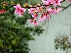 -顾村公园
