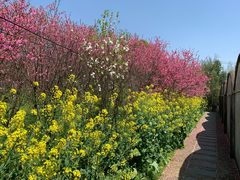 -南汇桃花村