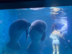 -烟台海昌鲸鲨海洋公园