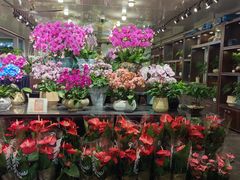 -双季花艺园艺市场(浦东店)