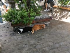 -喵屿·大理花园猫咖