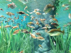 -上海海洋水族馆