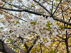 -高东镇樱花园