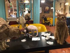 -猫小院猫主题咖啡厅(北锣店)