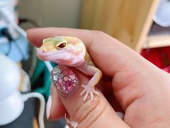 -酷以爬仙阁实体爬宠店·守宫·蜥蜴·专业繁育