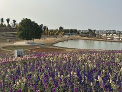 -空港花田景区