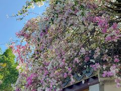 -深圳国际园林花卉博览园