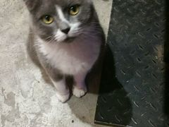 猫猫-MIKAKU(万达广场上海宝山店)