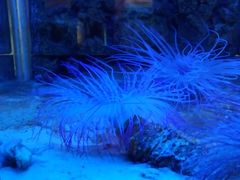 -北戴河圣蓝海洋公园