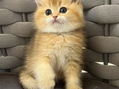 -lincat·猫舍(广州店)
