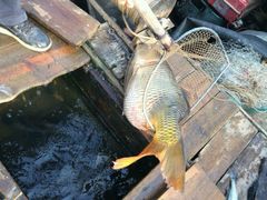 -八仔大富楼·河鲜(西江店)