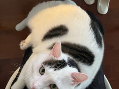 -瑞鹏宠物医院·骨科·猫科·内科(第一中心)