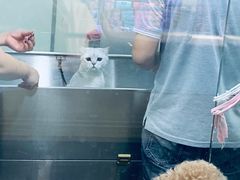 -PETKIT小佩宠物(昭化店)