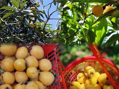 -塘栖枇杷特色园区