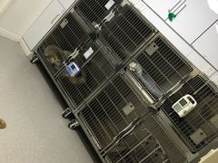-喜多萌中农锦绣动物医院24H·猫科·牙科MRI·CT