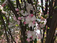 -济南国际园博园