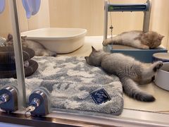 -momokira米努特·德文卷毛猫·棉花面纱犬