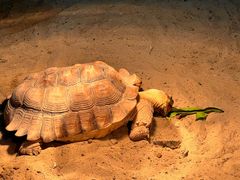 -上海大自然野生昆虫馆